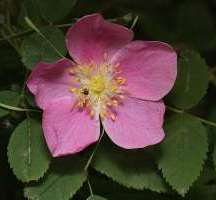 wild rose