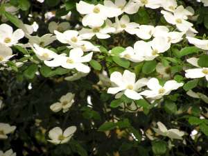 floral emblem dogwood