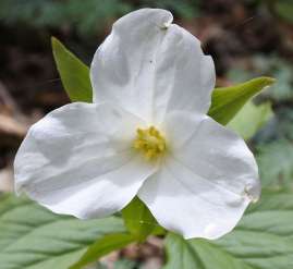 trillium