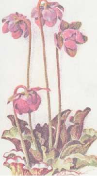 pitcher plant