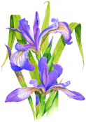 blue flag iris