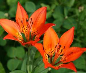 Western Red Lily