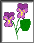 violets