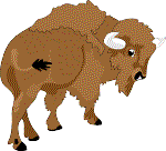 bison