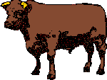 beef cattle