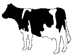 dairy cow