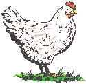 hen