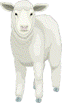 sheep