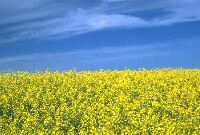 field of canola