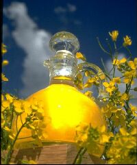 canola oil