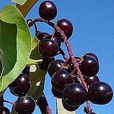 common chokecherry; image by Richard Old, XID Services Inc., Bugwood.org; www.forestryimages.org