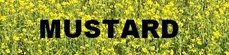 mustard banner