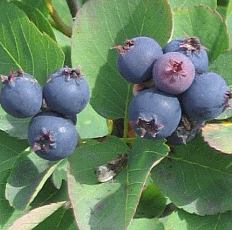 Saskatoons; Wikipedia; Creative Commons Attribution ShareAlike 3.0 License