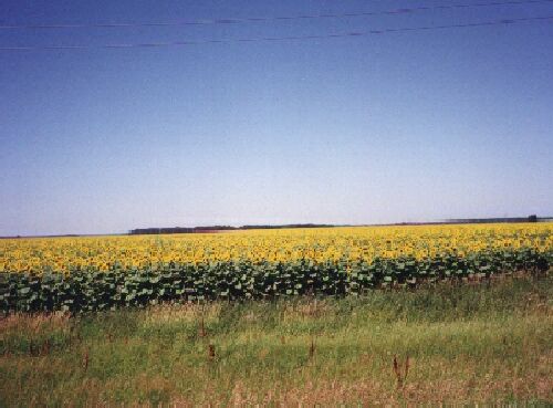 field of sunflowers