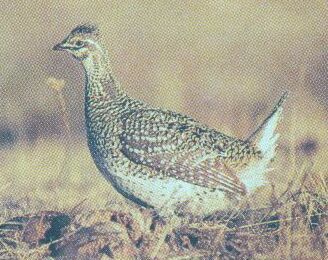 grouse