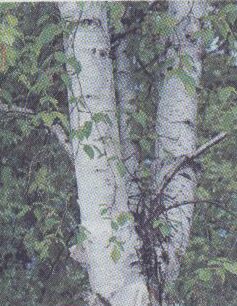 birch trees