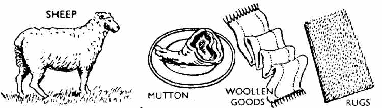 sheep, mutton, wool