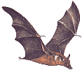 bat