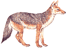 coyote