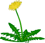 dandelion