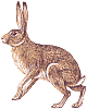 hare