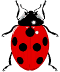 ladybug