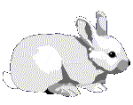 rabbit