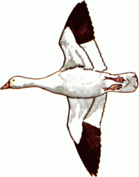 snowgoose