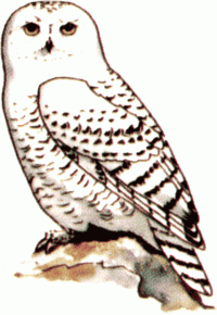 owl